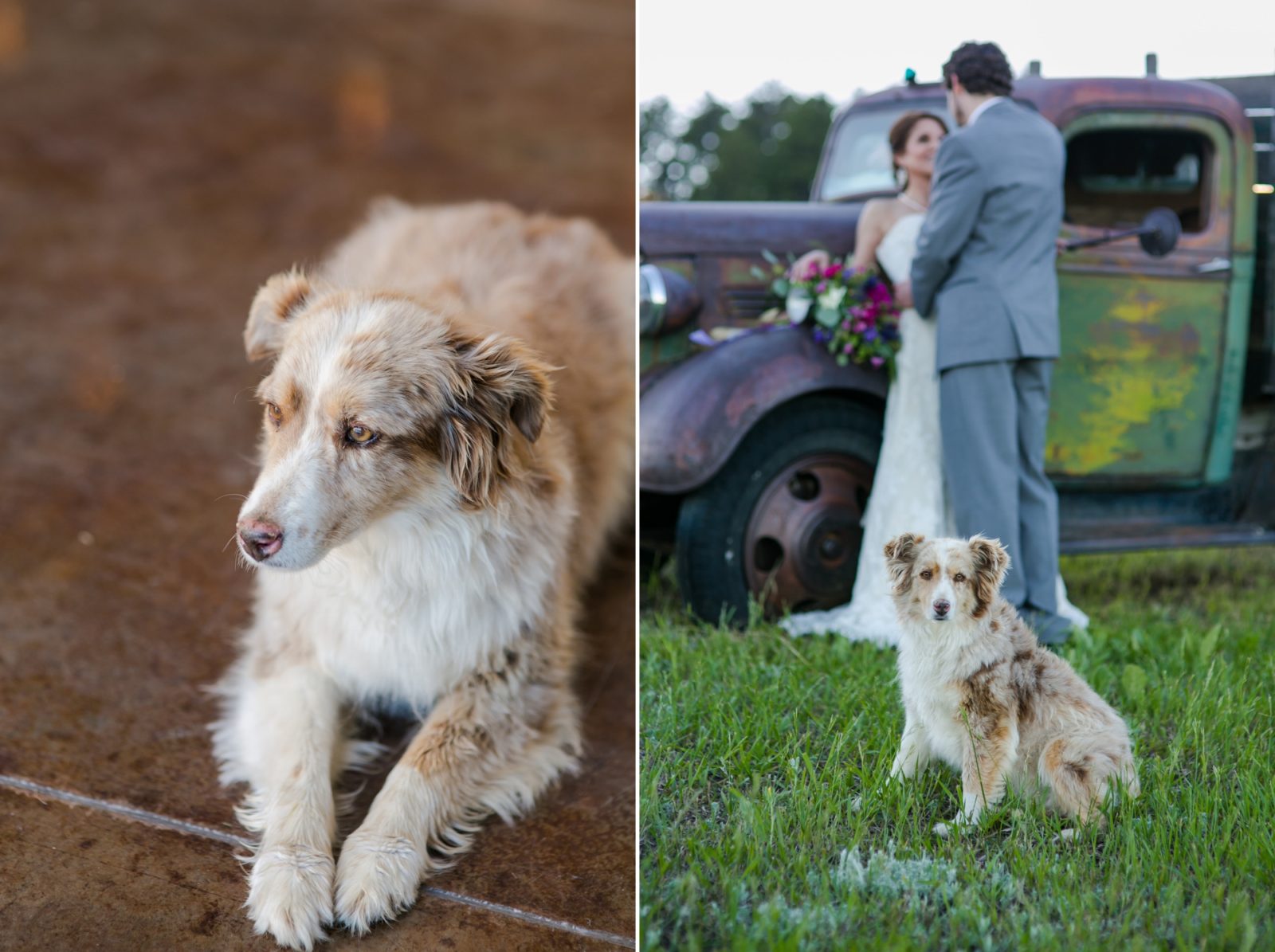 Colorado Country wedding with dog