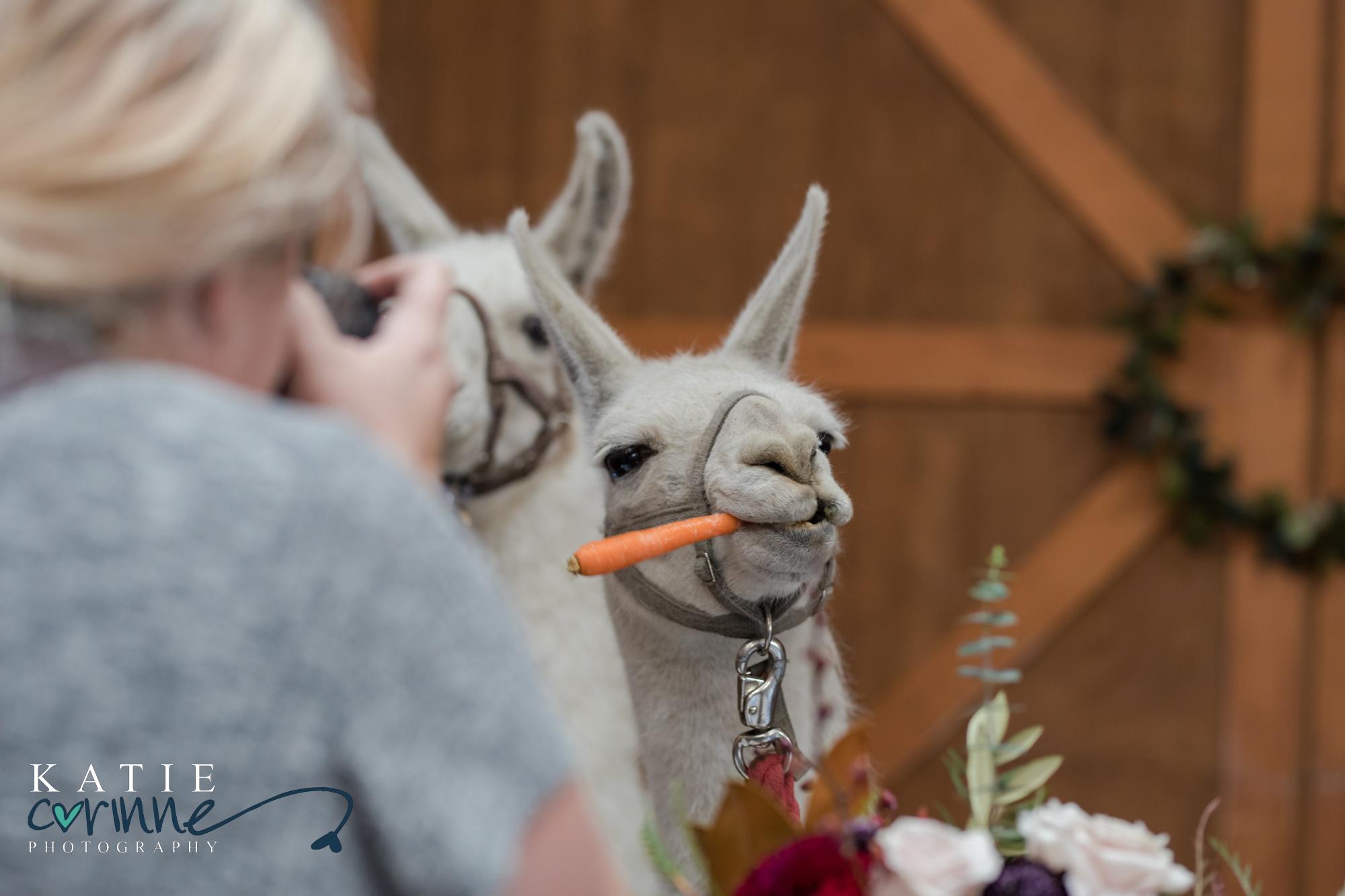 Llama eating a carrot at a wedding