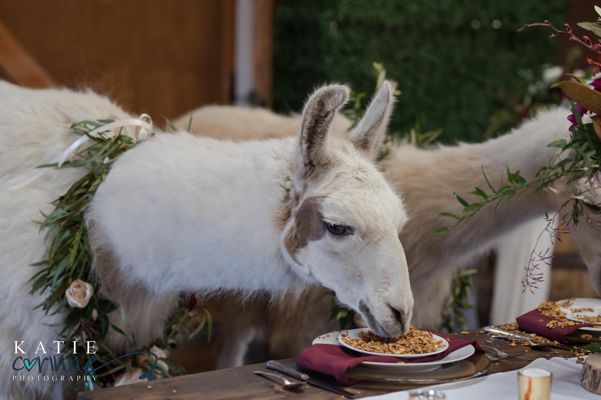 llamas eating off dinner plates at head table at wedding