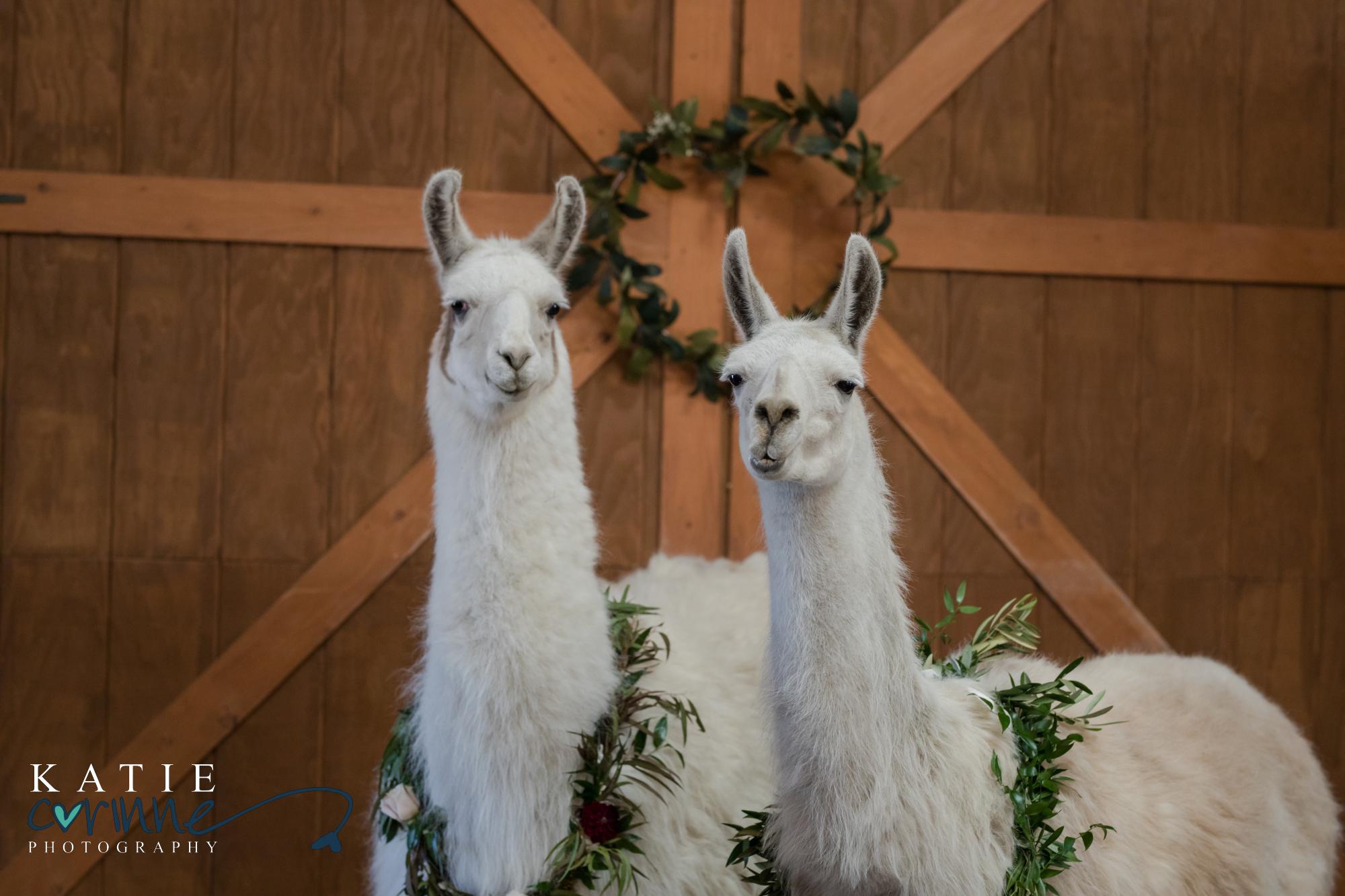 Two llamas wearing floral wreaths