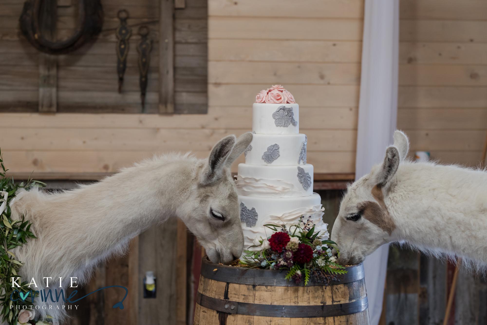 llamas eating wedding cake