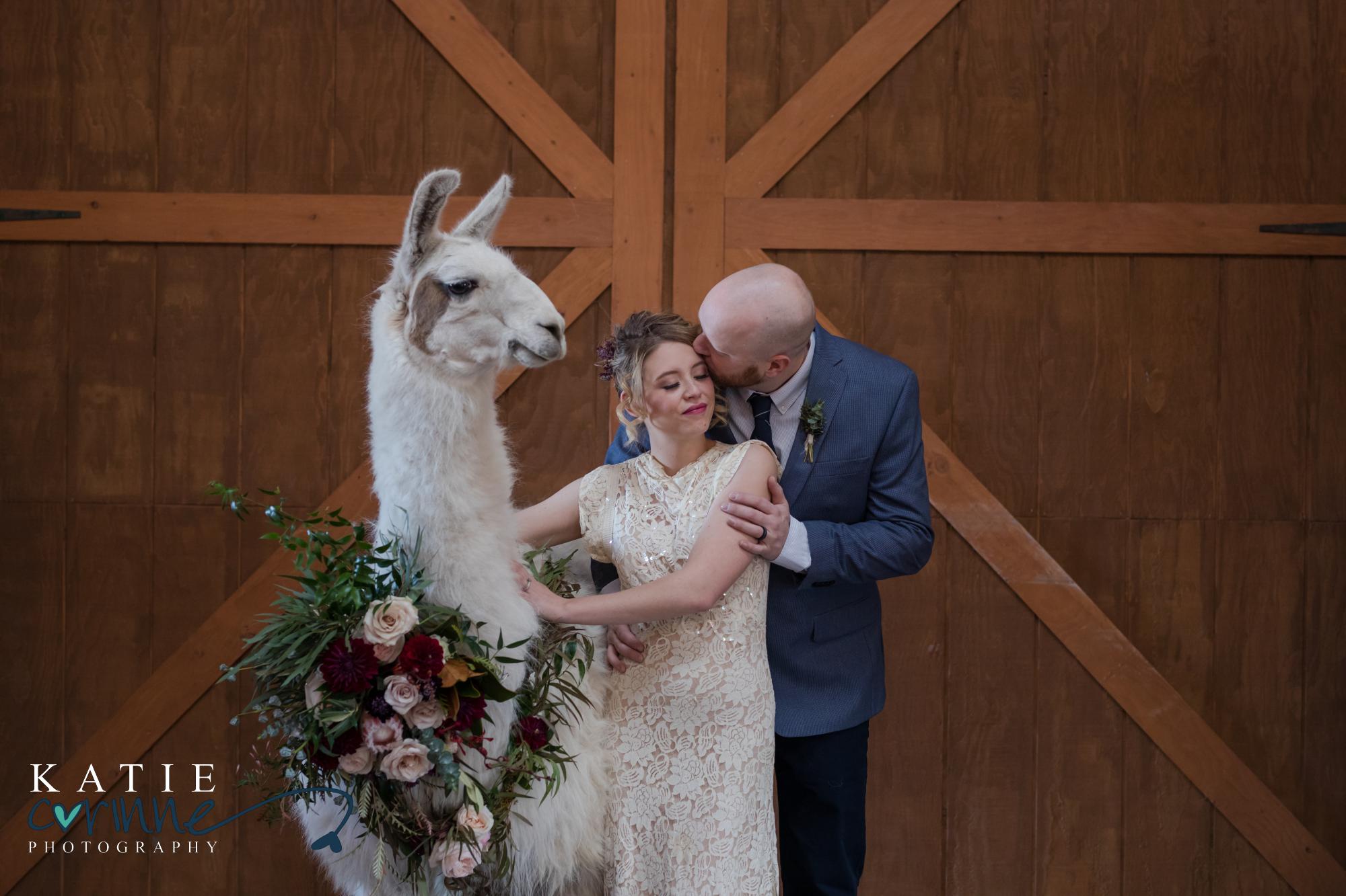 Husband kisses wife next to llama