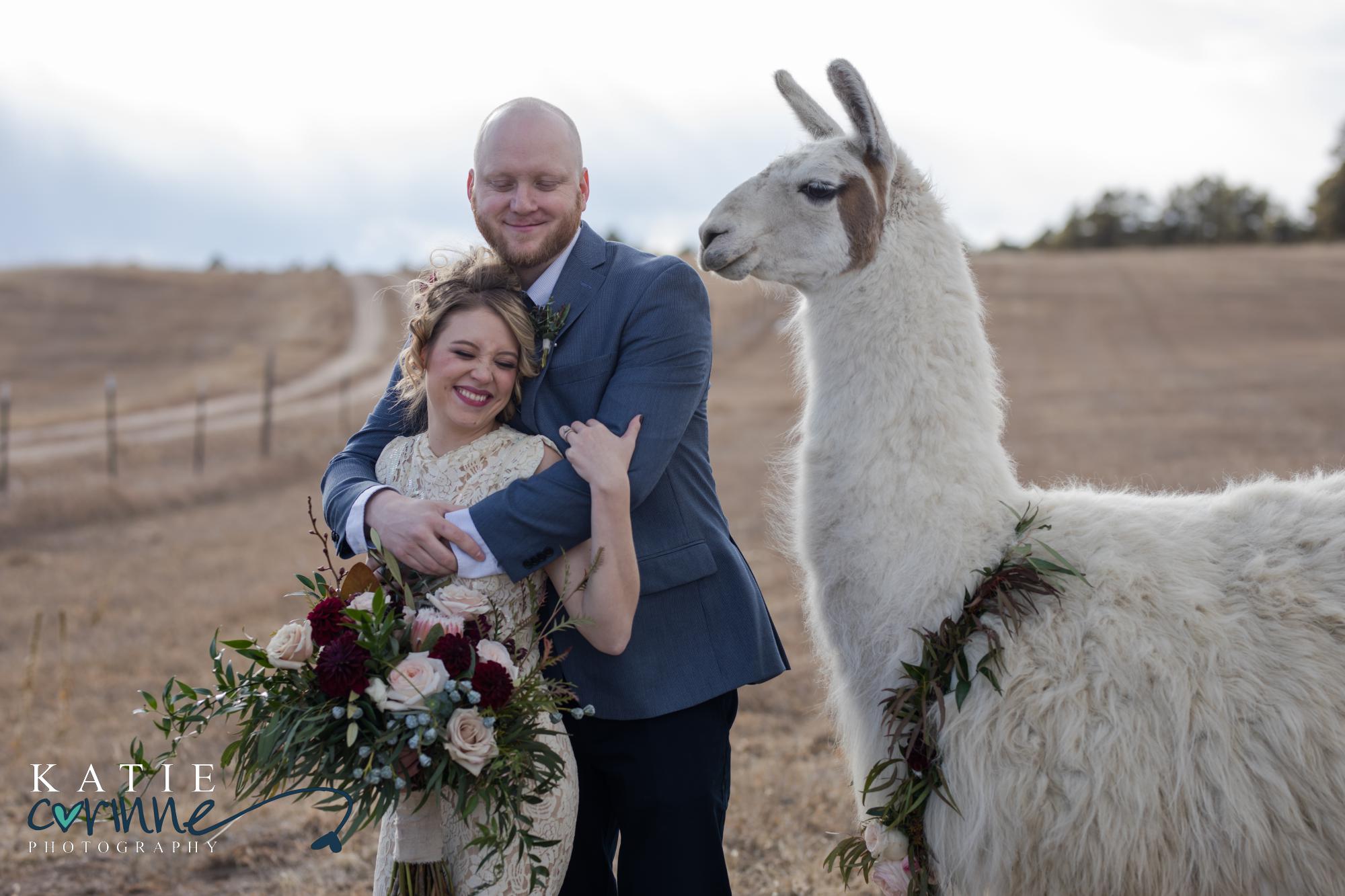 Wedding couple holds each other next to llama