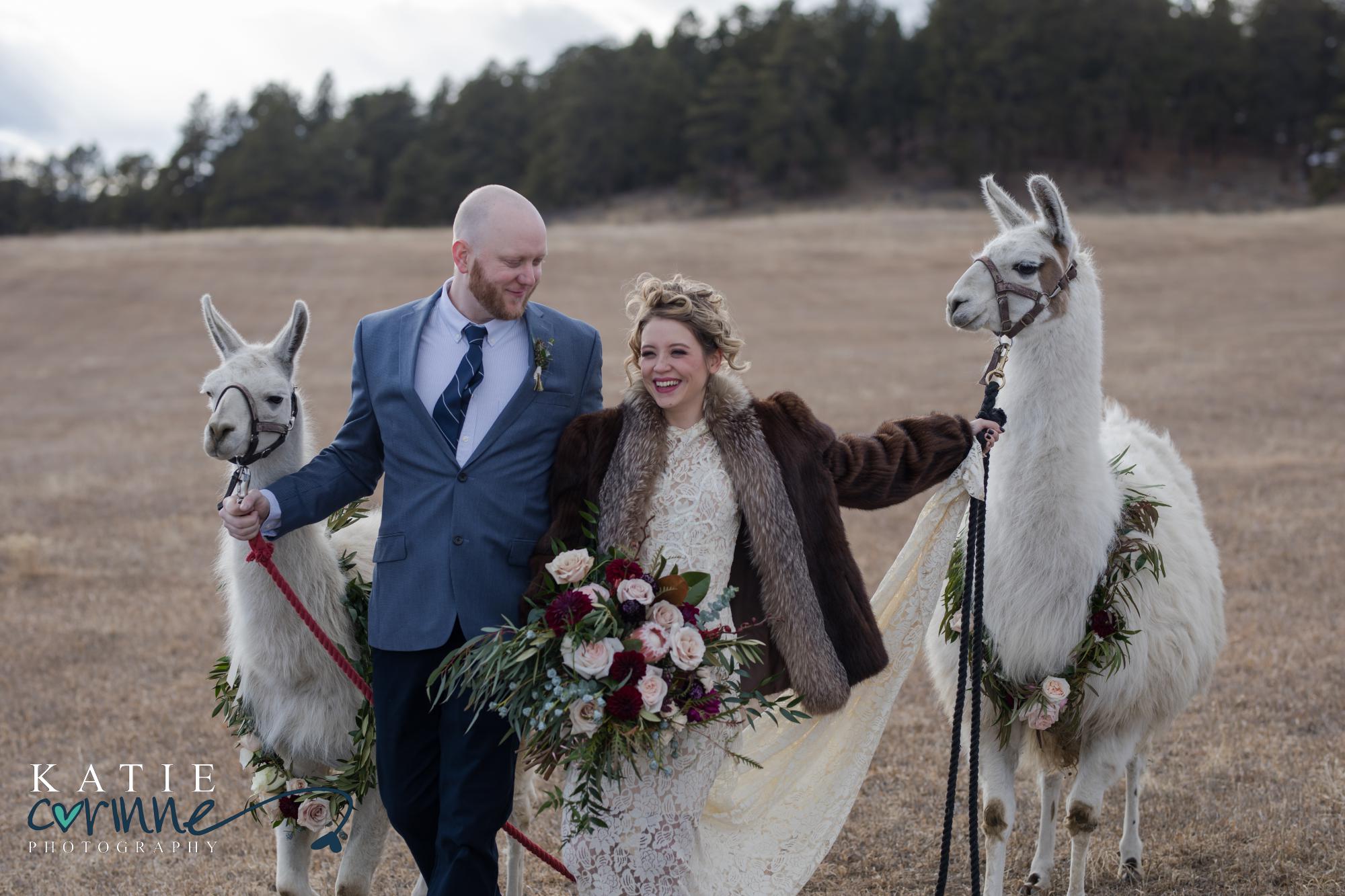 Two llamas and a groom wearing suit and bride wearing wedding dress and fur coat