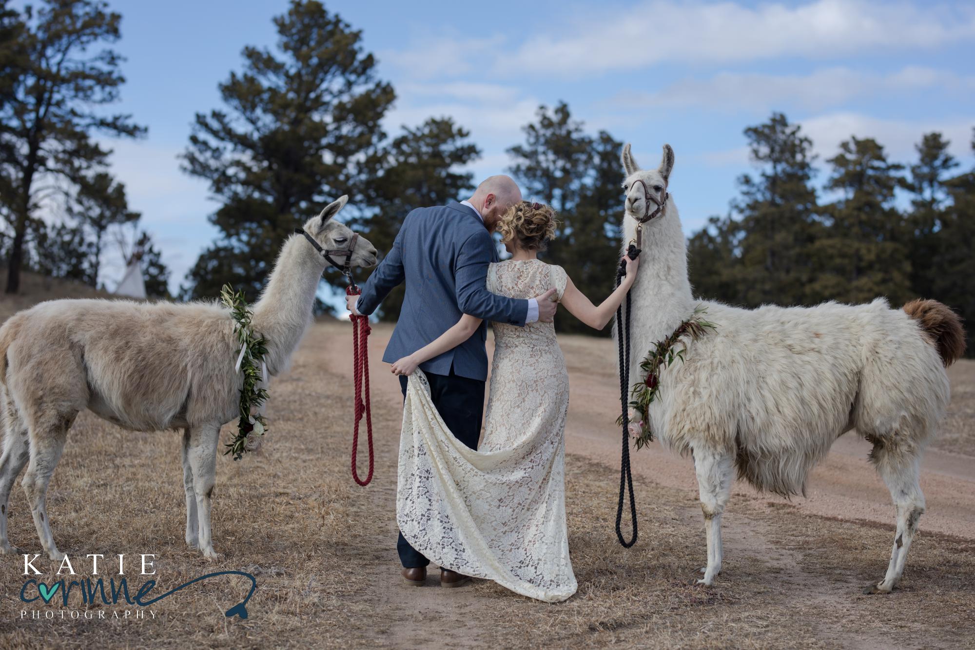 Colorado Springs wedding couple each holding a llama