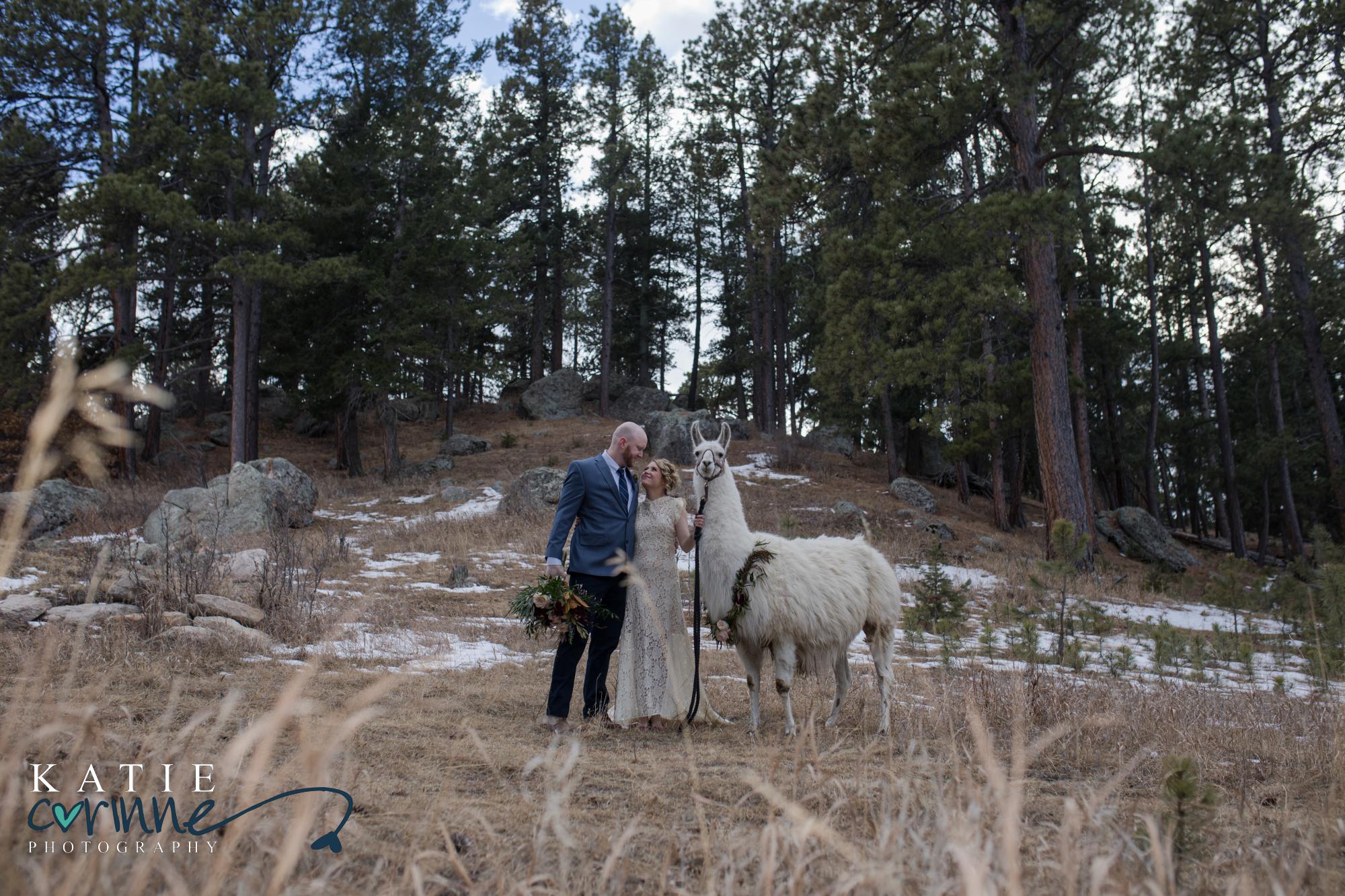 couple with llama at wedding in Monument