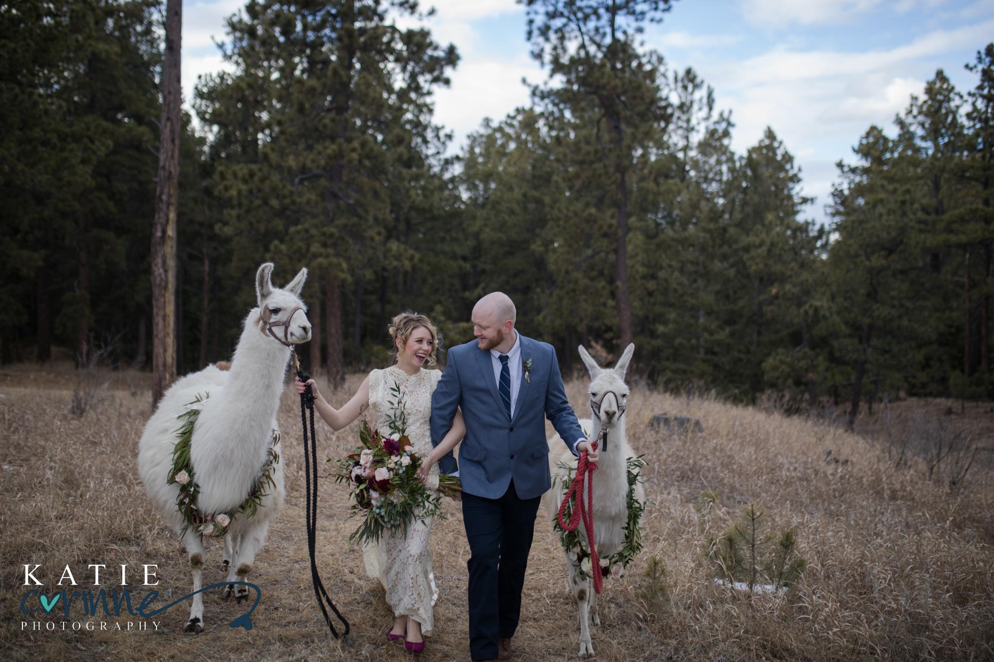 Newlyweds walk llamas toward camera in front of evergreens