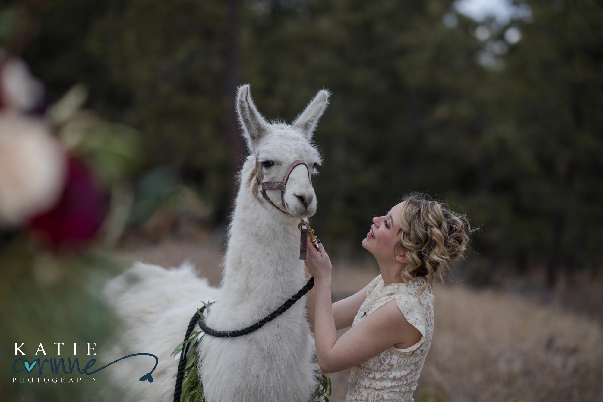 bride pets rented llama in Colorado
