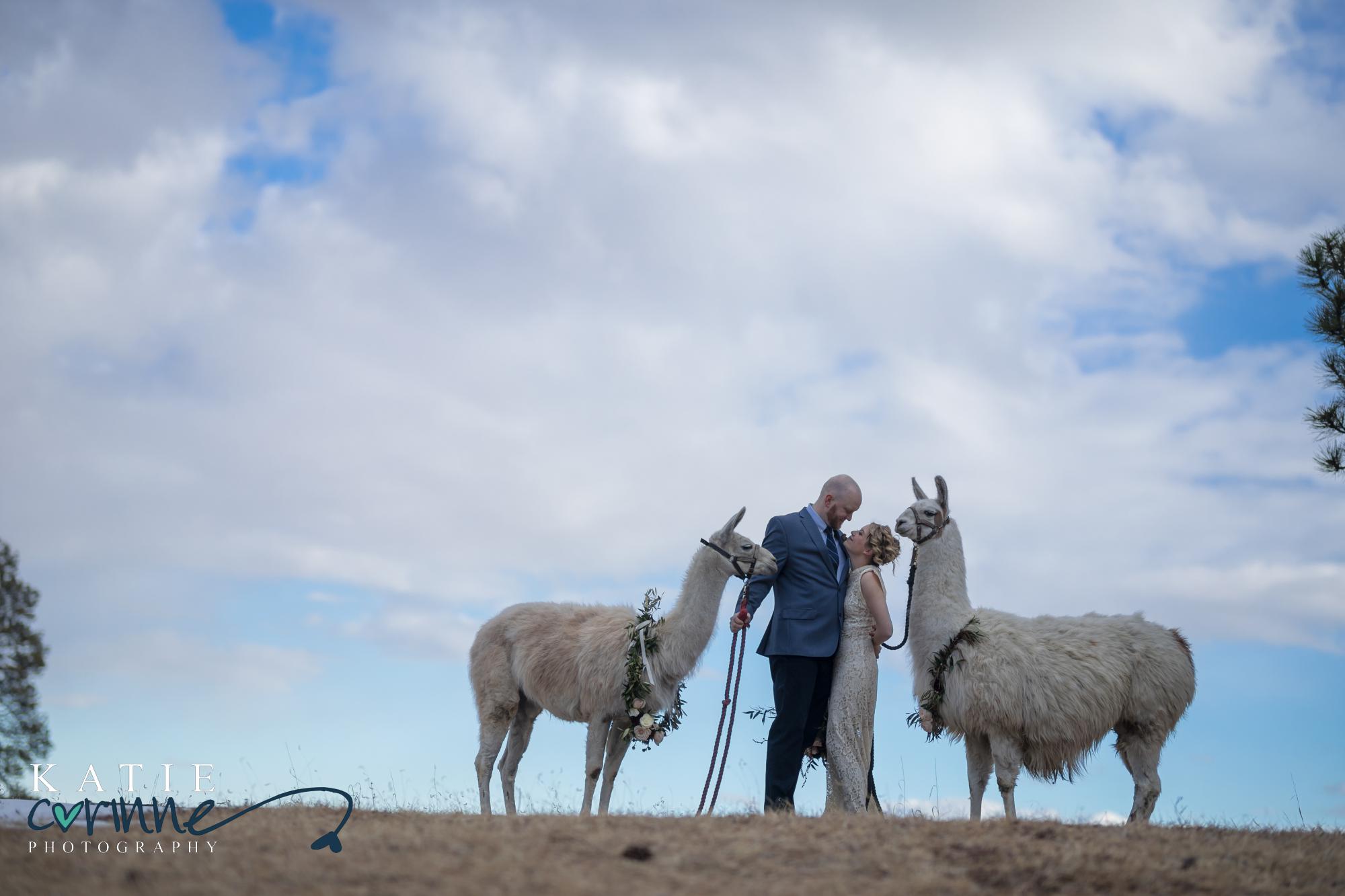 Wedding couple and llamas on hill with blue sky as background