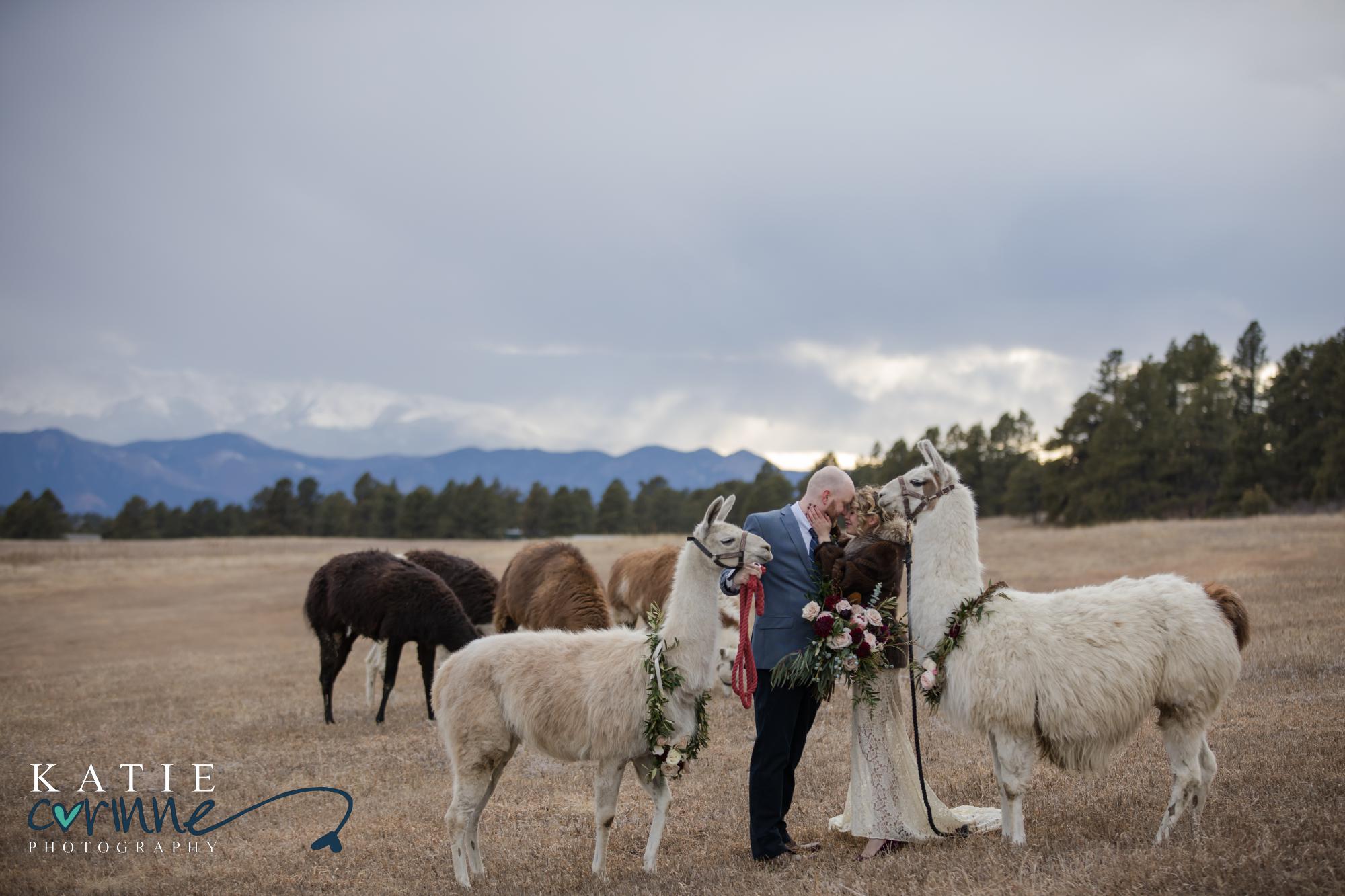 newlywed couple holds each other in front of herd of llamas