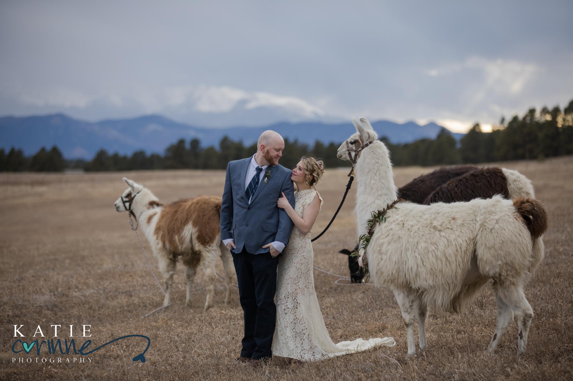 newly married couple with llamas in front of rocky mountains