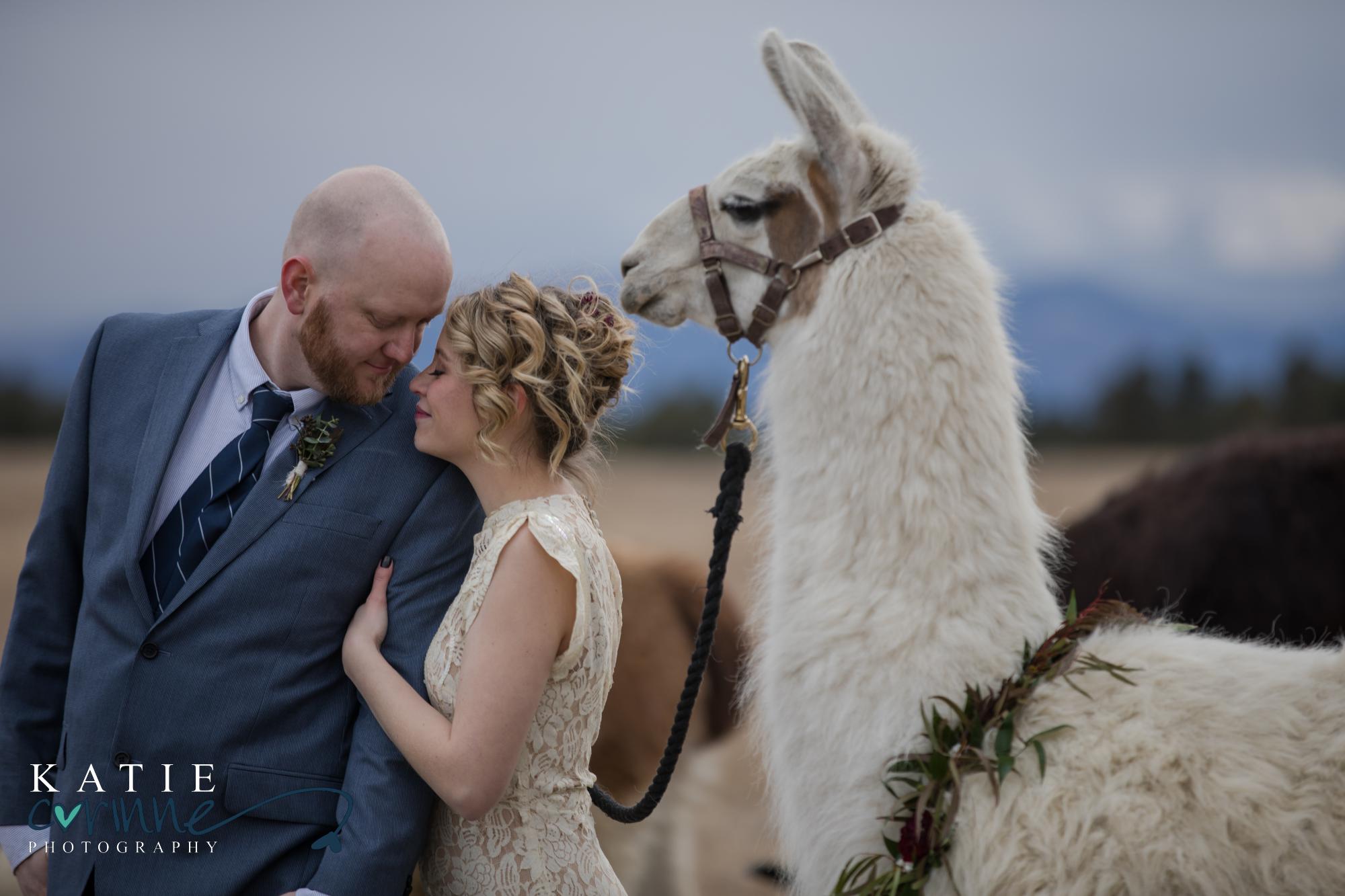 newlywed couple in Colorado Springs with llama
