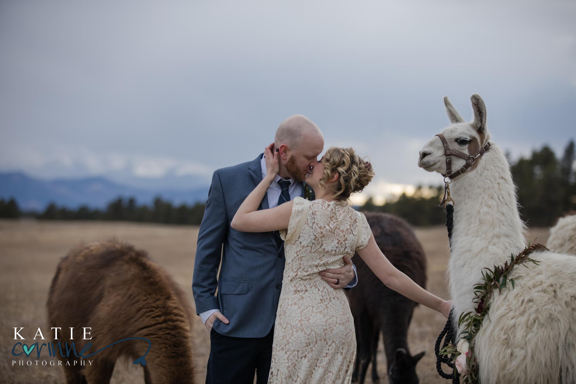 Bride kisses groom while holding llama at wedding