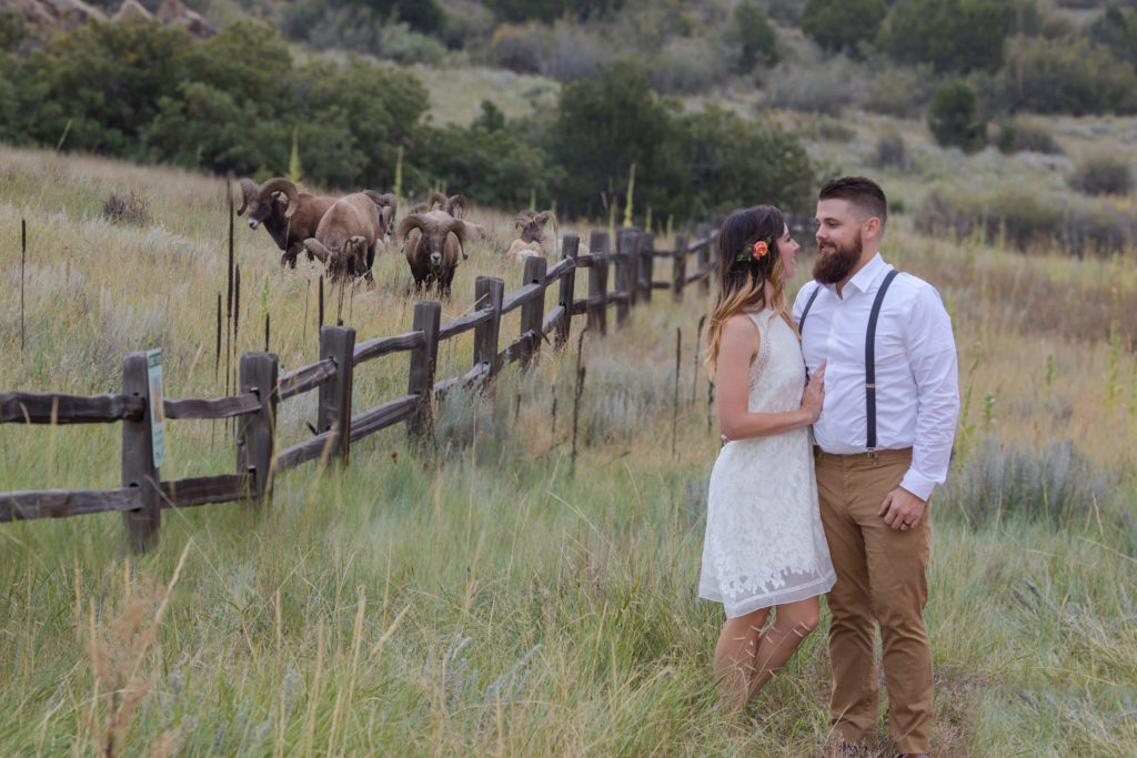 eloping couple in front of bighorn sheep