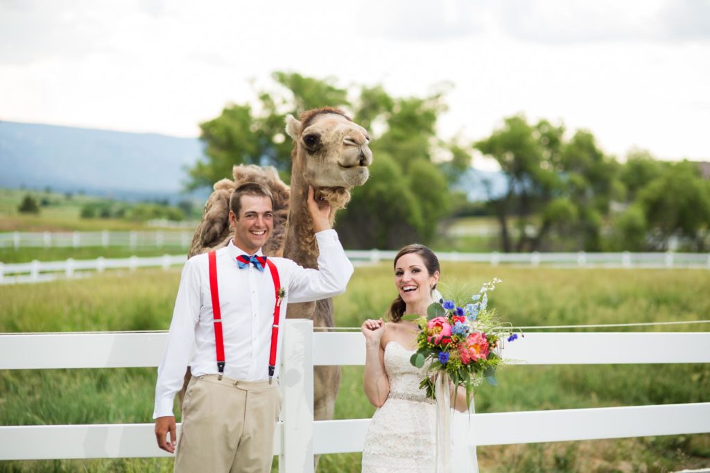 bride and groom with camels at crooked willow