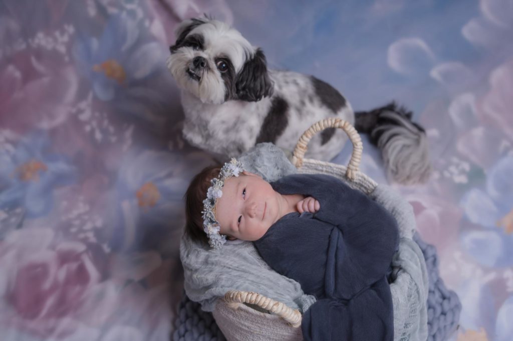 Colorado newborn and pup posed for portraitss