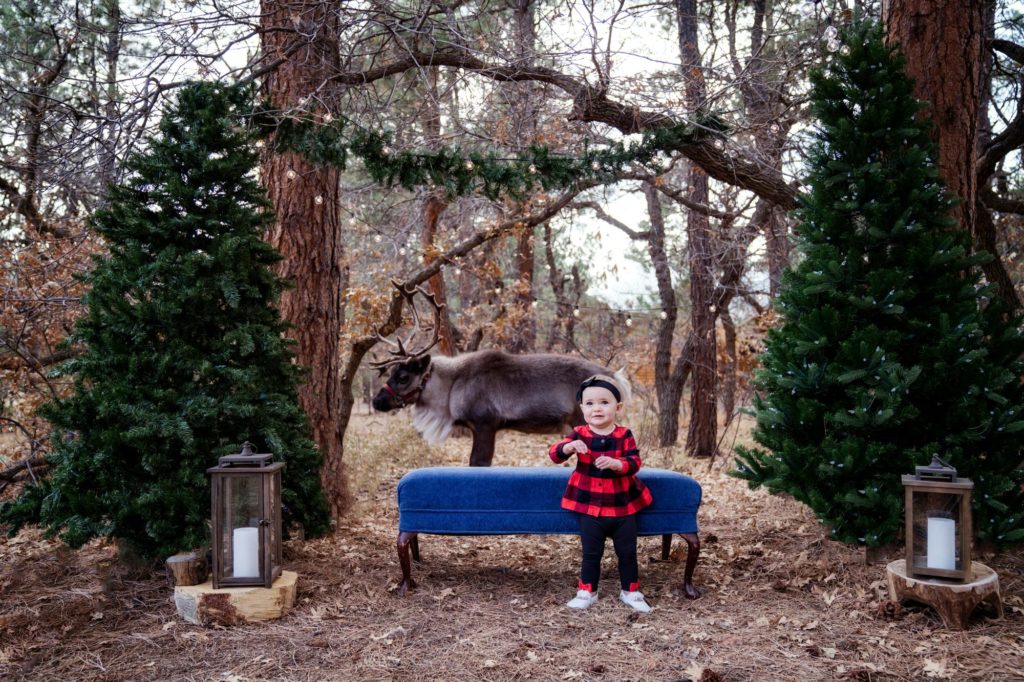 toddler poses for reideer holiday photo session