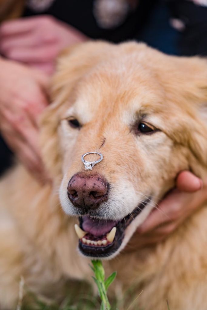 Colorado dog with engagement ring on nose